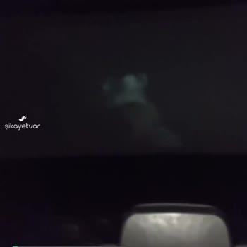 Cinegold Ekran Çok Kötü