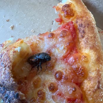 Pizza İçinde Böcek: Hijyen Skandalı