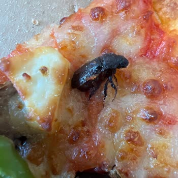 Pizza İçinde Böcek: Hijyen Skandalı