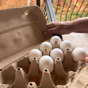 Şok Markette Yumurta Paketi Kırık Ve Aşırı Kötü Koku Yayarak Sağlık Tehlikesi Oluşturdu