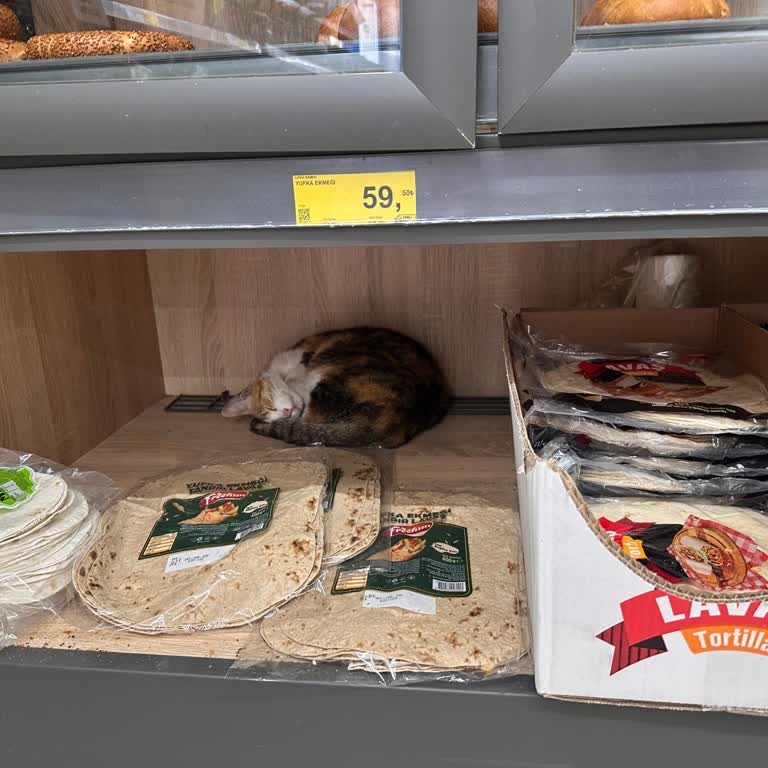 Ekmek Reyonunda Kedinin Yatması Hijyen İhlali