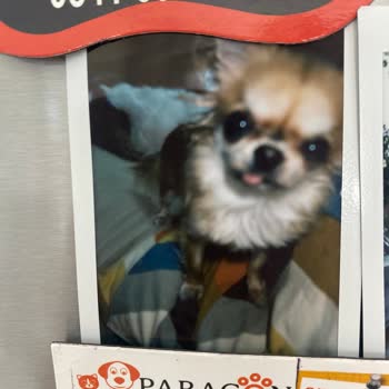 Instax Mini 12 Fotoğraf Kalitesinde Netlik Sorunu Ve Servis Açıklamasına Memnun Değil