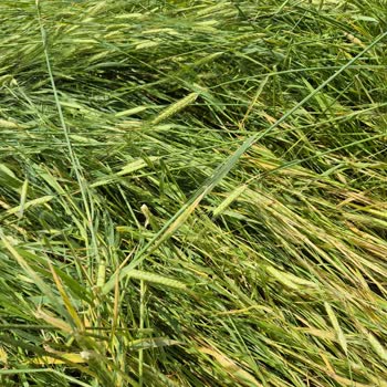 Dolu Ve Sel Zararım Sigorta Kapsamına Alınmadı, Tekrar Değerlendirme Talebi