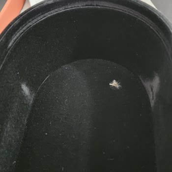 Ölü Sinekli Dyson Airstrait Kutusu Hijyen Ve Müşteri Hizmetleri Sorunu