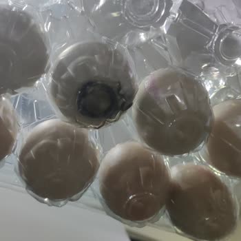 Naturaköy Tavukçuluk Gezen Tavuk Yumurtasında Yaşanan Şok!