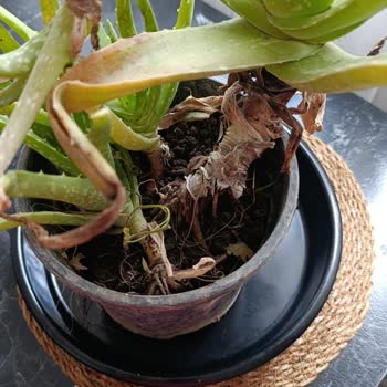 Aloe Vera Bitkisi Çürük Ve Böcekli Geldi Ücret İadesi Talebi