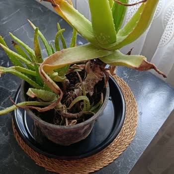 Aloe Vera Bitkisi Çürük Ve Böcekli Geldi Ücret İadesi Talebi