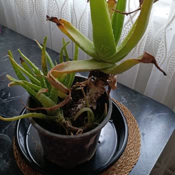 Aloe Vera Bitkisi Çürük Ve Böcekli Geldi Ücret İadesi Talebi