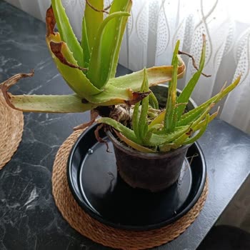 Aloe Vera Bitkisi Çürük Ve Böcekli Geldi Ücret İadesi Talebi