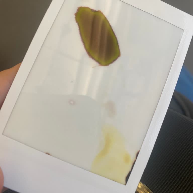 Instax Mini 12 Kamerada Baskı Çıkmaması Ve Servisten Cevap Gelmemesi