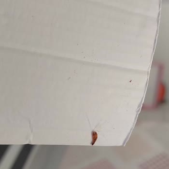 Ülker Probis Paketi İçinde Kurt Ve Ağ Görüldü Gıda Güvenliği Endişesi