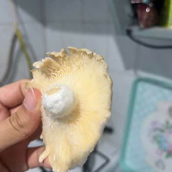 Migros Şubesinde Satılan Küflü Mantar Sağlık Riski Oluşturdu