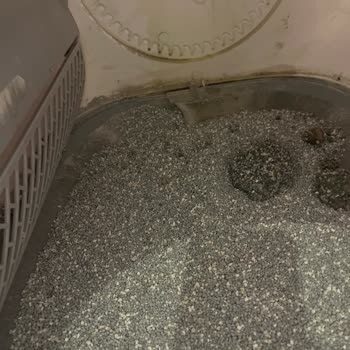 Werotech Kedi Tuvaleti Membranı Deforme, Kötü Koku Ve 1,5 Ay Parça Bekleme