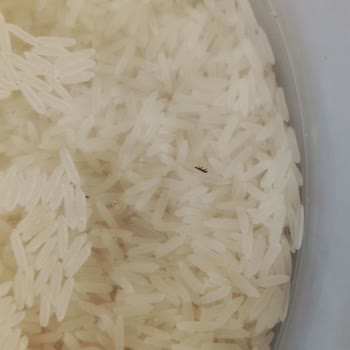 Böcekli Pirinç Satın Alımında Sağlık Riski Ve Marketin Cevapsız Tutumu