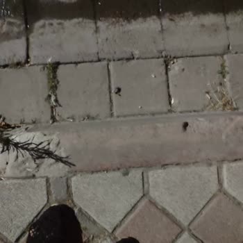 Bina Önlerinde Kara Böceklerin Oluşması Ve İlaçlama Talebi