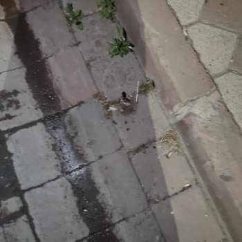 Bina Önlerinde Kara Böceklerin Oluşması Ve İlaçlama Talebi