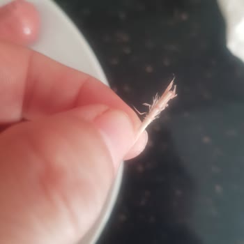 Pınar Et Ve Süt İnsan Sağlığına Tehdit Eden BİM Sosisinde Tüylü Kıkırdak Parçası