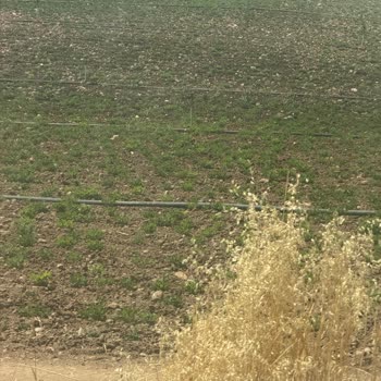 Dicle Elektrik Dağıtım Kesinti Sorunu