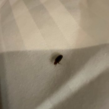 Böcekli Odalar Ve Hijyen İhmali Nedeniyle Tur İadesi Talebi