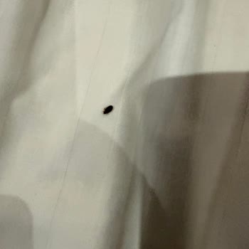 Böcekli Odalar Ve Hijyen İhmali Nedeniyle Tur İadesi Talebi