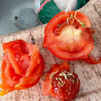 İçten Filizlenen Domatesler Tüketiciyi Haksız Ve Vicdansızca Mağdur Ediyor