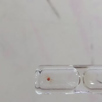 BİM Şubesinde Dimes Cool Lime İçeceğinde Örümcek Bulunması