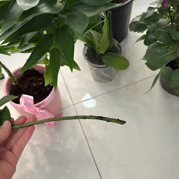 Çiçek Sepeti Yanıltıcı Çiçek Siparişi Ve Cevapsız İade Talebi