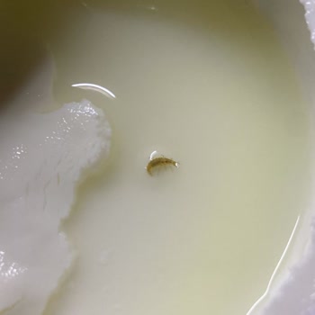 Protein Sade Quark’ta Böcek Bulunması Ve İade İsteği