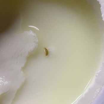 Protein Sade Quark’ta Böcek Bulunması Ve İade İsteği