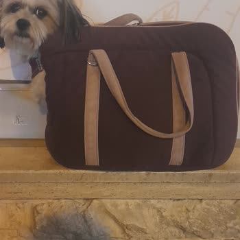 Köpekli Yolcunun Araç Girişi Şoför Tarafından Keyfi Reddedildi