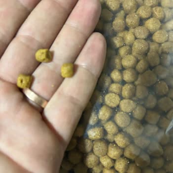 Yb Pet Market Kedilerim Zehirlenme Riskiyle Karşı Karşıya