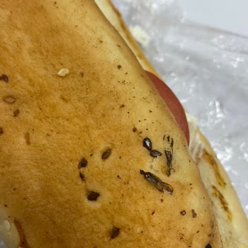 Başak Gıda Ekmecik Ekmeğin Üstünde Ölmüş Ve Yapışmış Bir Sinek Olması