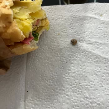 Sandviçte Salyangoz Kabuğu Ve İletişim Sorunu