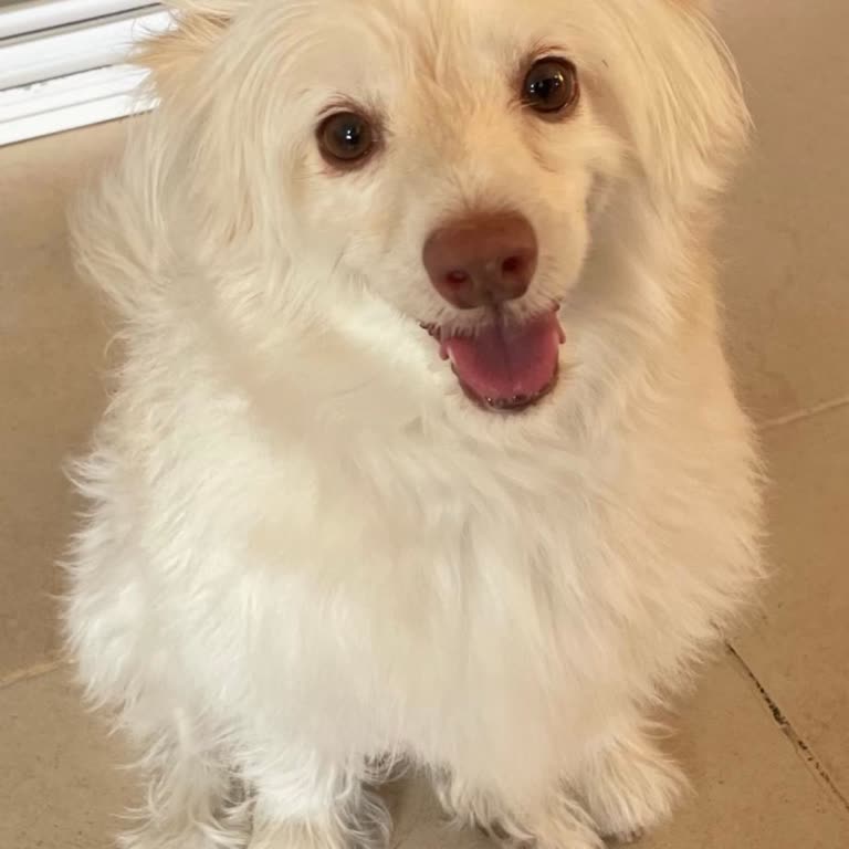 Popeyes Adana Özal Şubesinde Köpeğimize Giriş İzni Verilmemesi Ve Çalışanın Kaba Tavrı