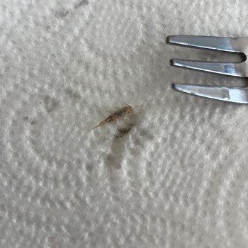 Süt İçinde Böcek Görülmesi Hijyen Ve Güven Sorunu