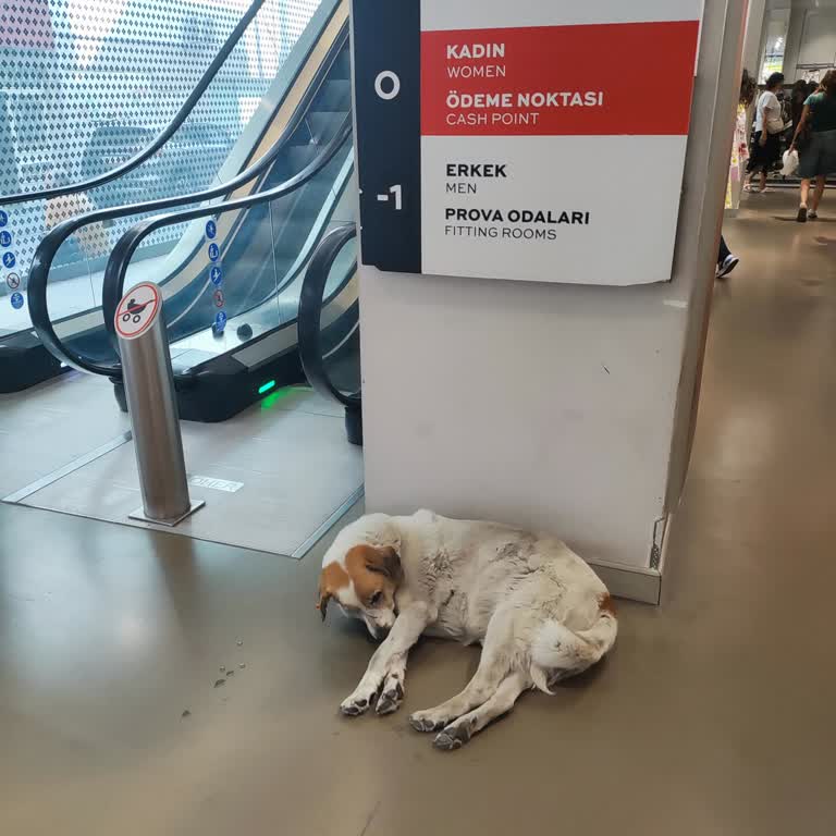 Koton Karşıyaka Mağazasında Köpeklerin Serbest Dolaşması Hijyen Endişesi