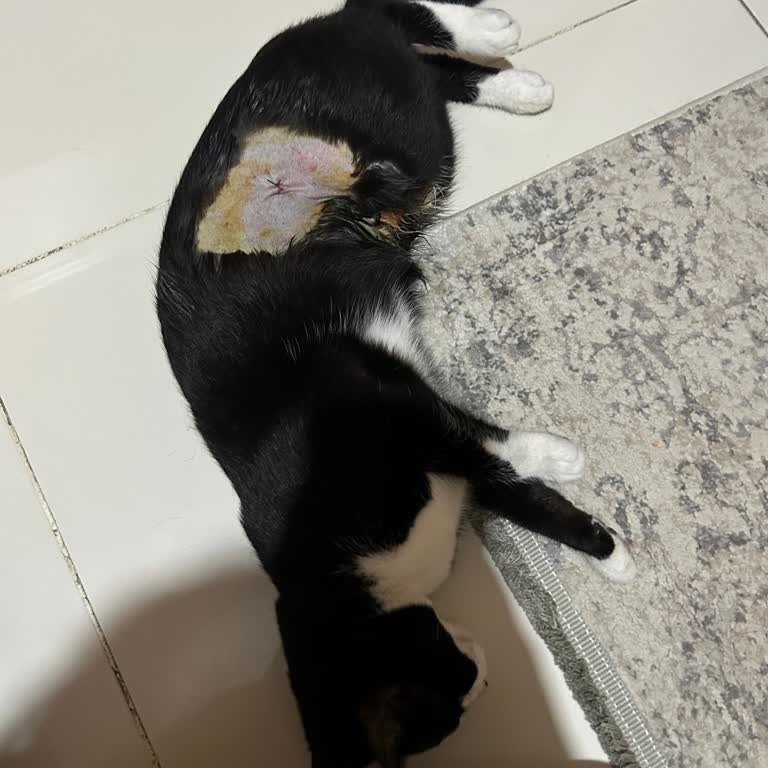 Veterinerin Kedi Kısırlaştırma Sonrası Şiddetli Yaralanması Ve Bilgilendirme Eksikliği