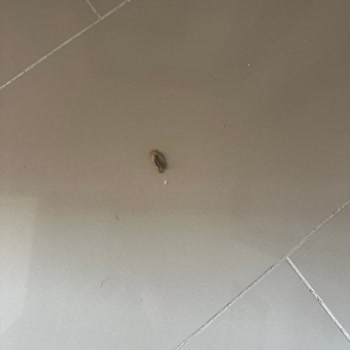 Montajda Randevu İhlali, Özensiz İşçilik Ve Evde Kirlenme