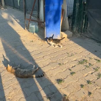 Sokak Hayvanlarına Acil Bakım Ve Besleme Gerekiyor
