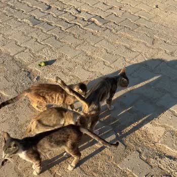 Sokak Hayvanlarına Acil Bakım Ve Besleme Gerekiyor