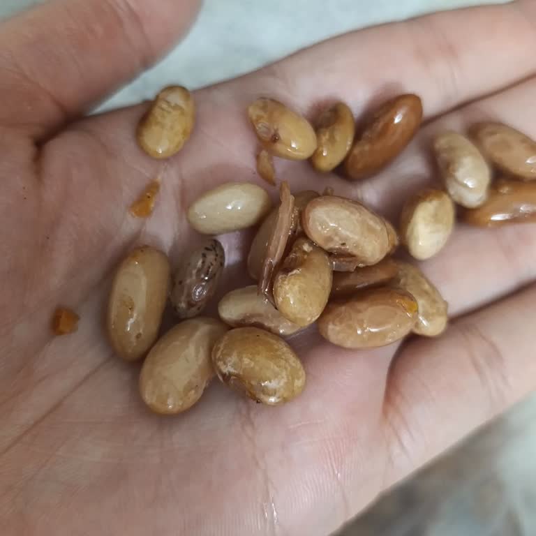 Yanıltıcı Barbunya Siparişinde Gecikme Ve İade Talebi