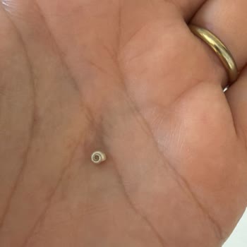 Margarinde Salyangoz Bulunması Gıda Güvenliğini Sarsıyor