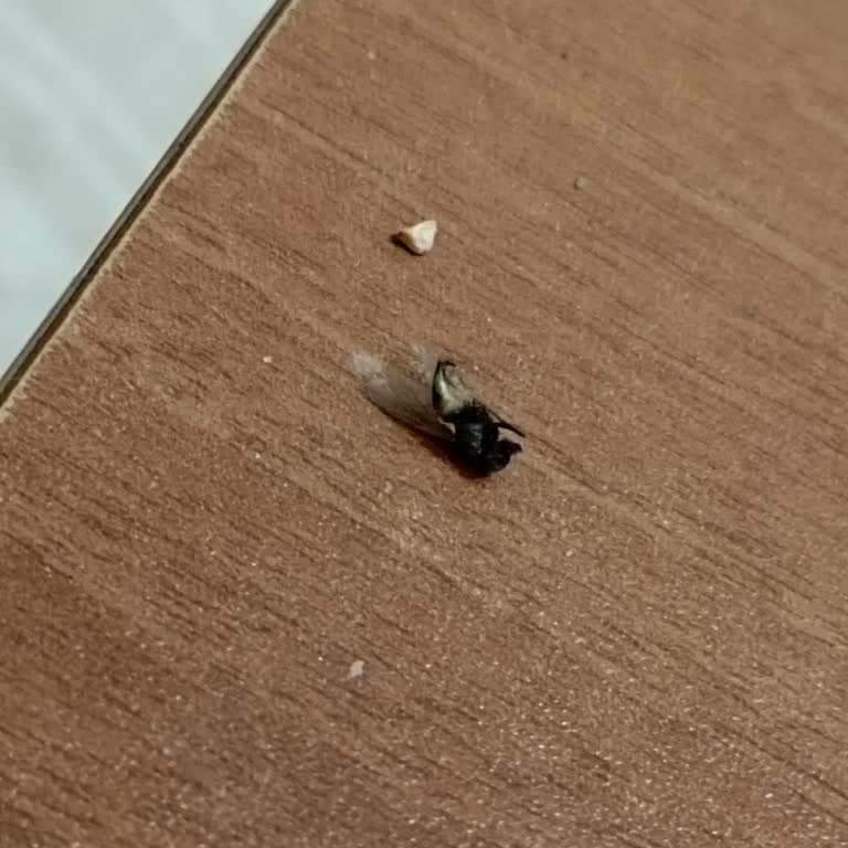 Simbat Çekirdeğinde Yanmış Sinek Ve Cam Parçası Bulunması
