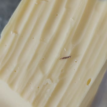 Migros’tan Alınan Kaşar Peynirinde Yabancı Madde Tespit Edildi
