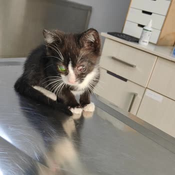 Ümraniye Bobo Veteriner Kliniği Maddi Manevi Zarar Verdiler