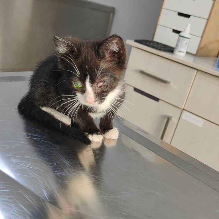 Ümraniye Bobo Veteriner Kliniği Maddi Manevi Zarar Verdiler