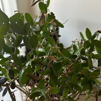 Kurumuş Zeytin Ağacı Teslim Edildi, İade Reddi