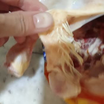 Erpiliç Tavukta Yoğun Tüy Ve Çıkarılmamış İç Organlar