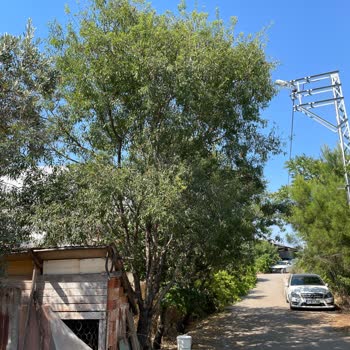 Fiber Altyapısı Var, Direk Eksikliği Nedeniyle İnternet Kullanamıyorum