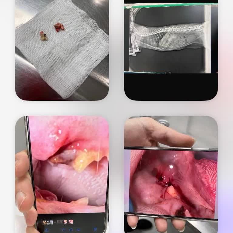 Pettention Veteriner Kliniği Kedimin Midesi Tahriş Oldu